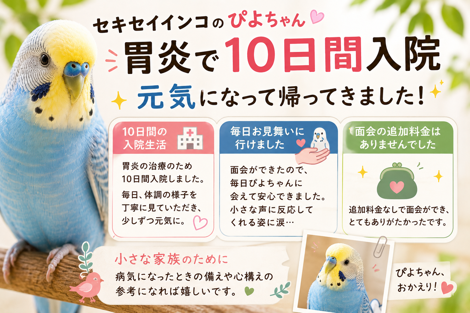 セキセイインコの入院