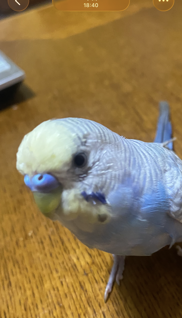 換羽中のぴよちゃん