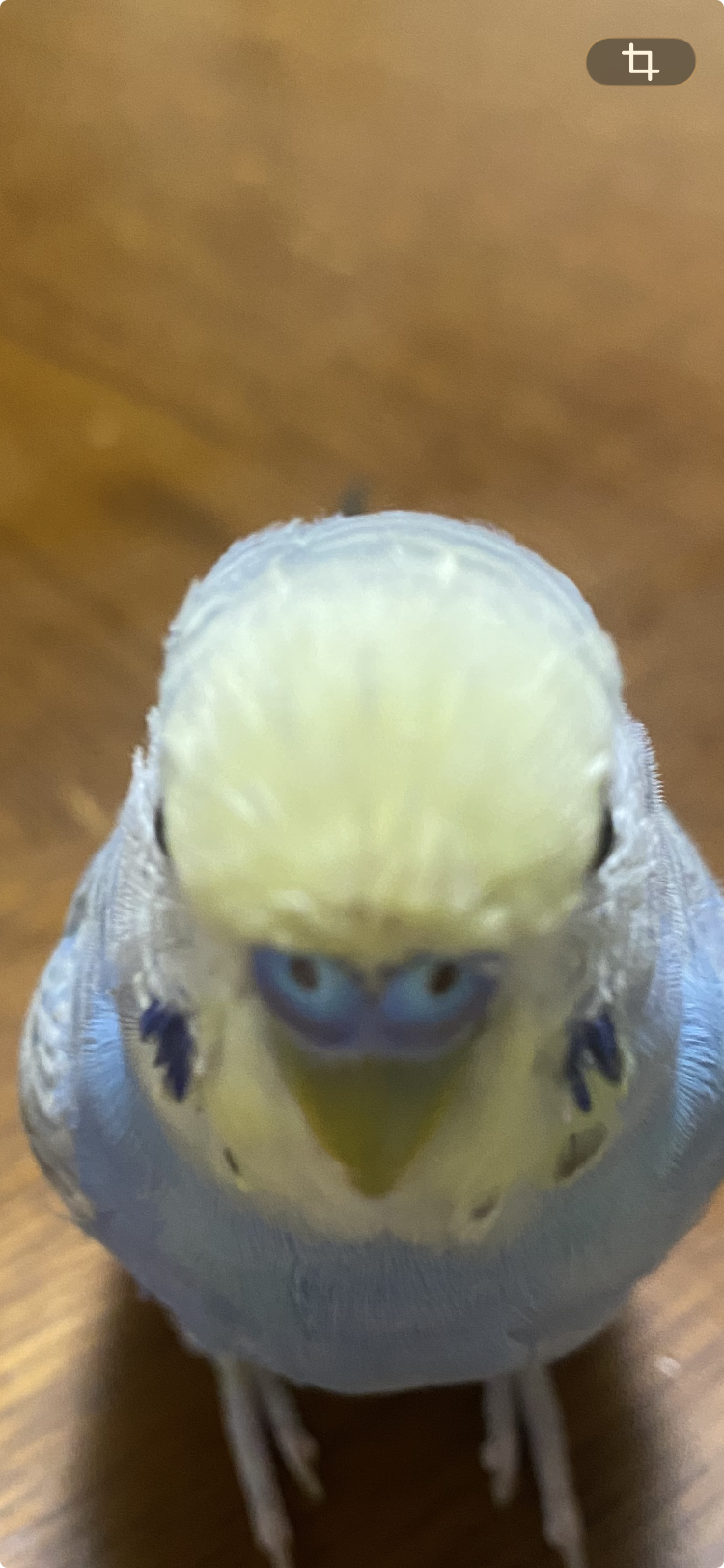 ぴよちゃんの頭に筆毛がたくさん出ている換羽期の様子